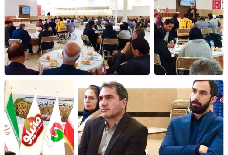 همایش بهره وری کشت قراردادی گوجه فرنگی